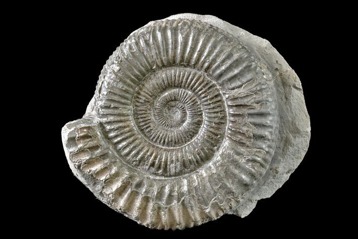 Ammonite (Dactylioceras) Fossil - England #163009